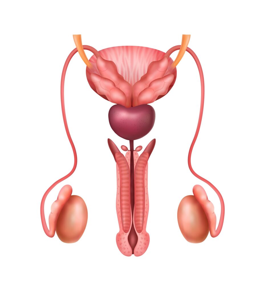 Narrowing the Flow: Understanding Urethral Stricture